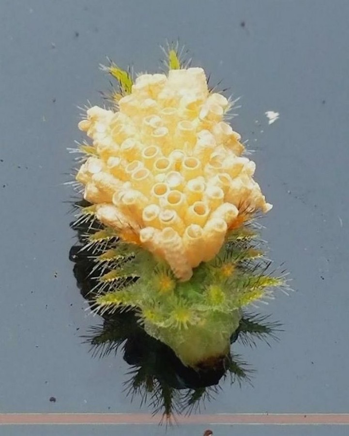 � Spiny Oak-Slug, ��������, �� ������� ����� ���� ��������  � ����������.