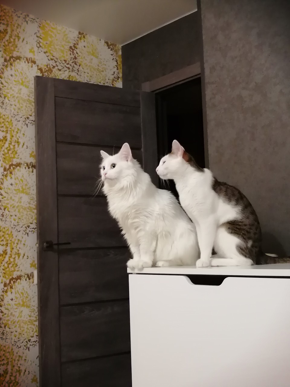 ���������� #2278322