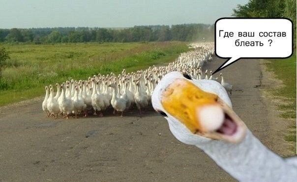 ���������� #2281729