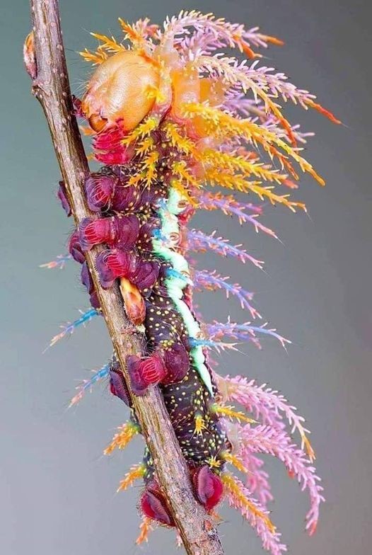 �������� �������� Saturniidae