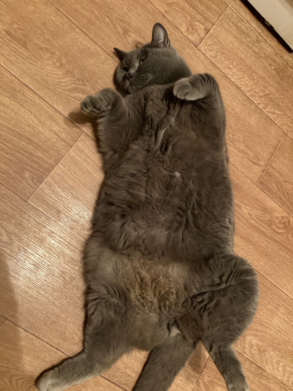 � ��������