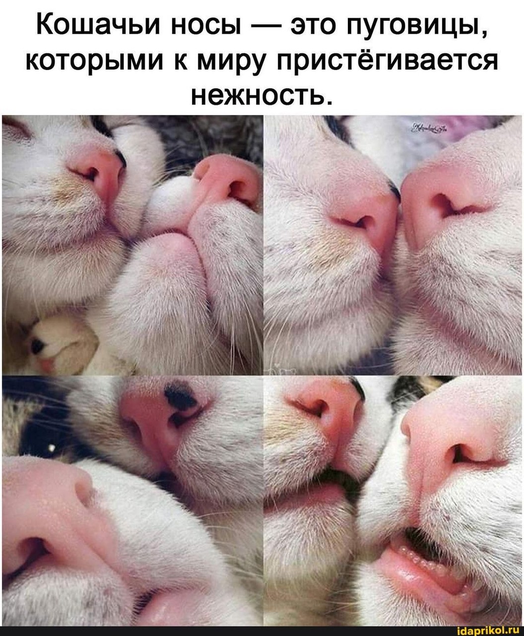 ���������� #2283760