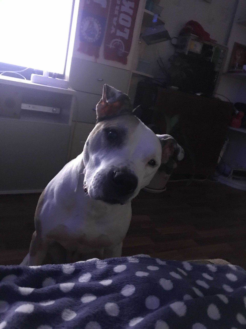 ���������� #2287066
