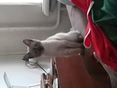 ��� ��������� )