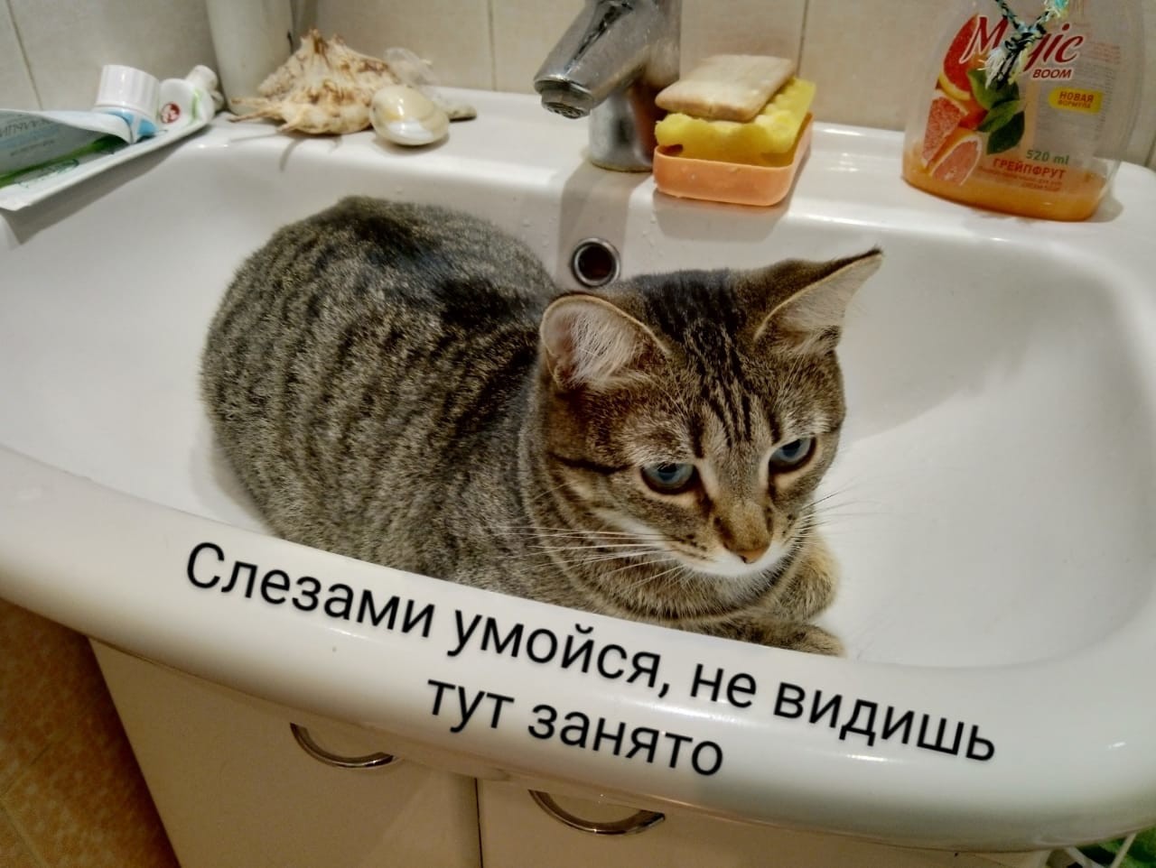 ���������� #2288849