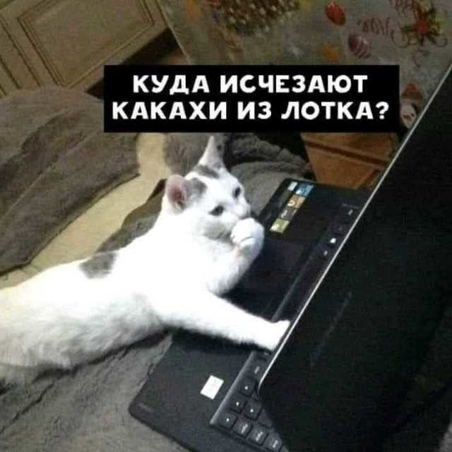 ���������� #2289268