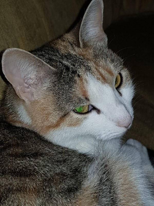 ���������� #2291932