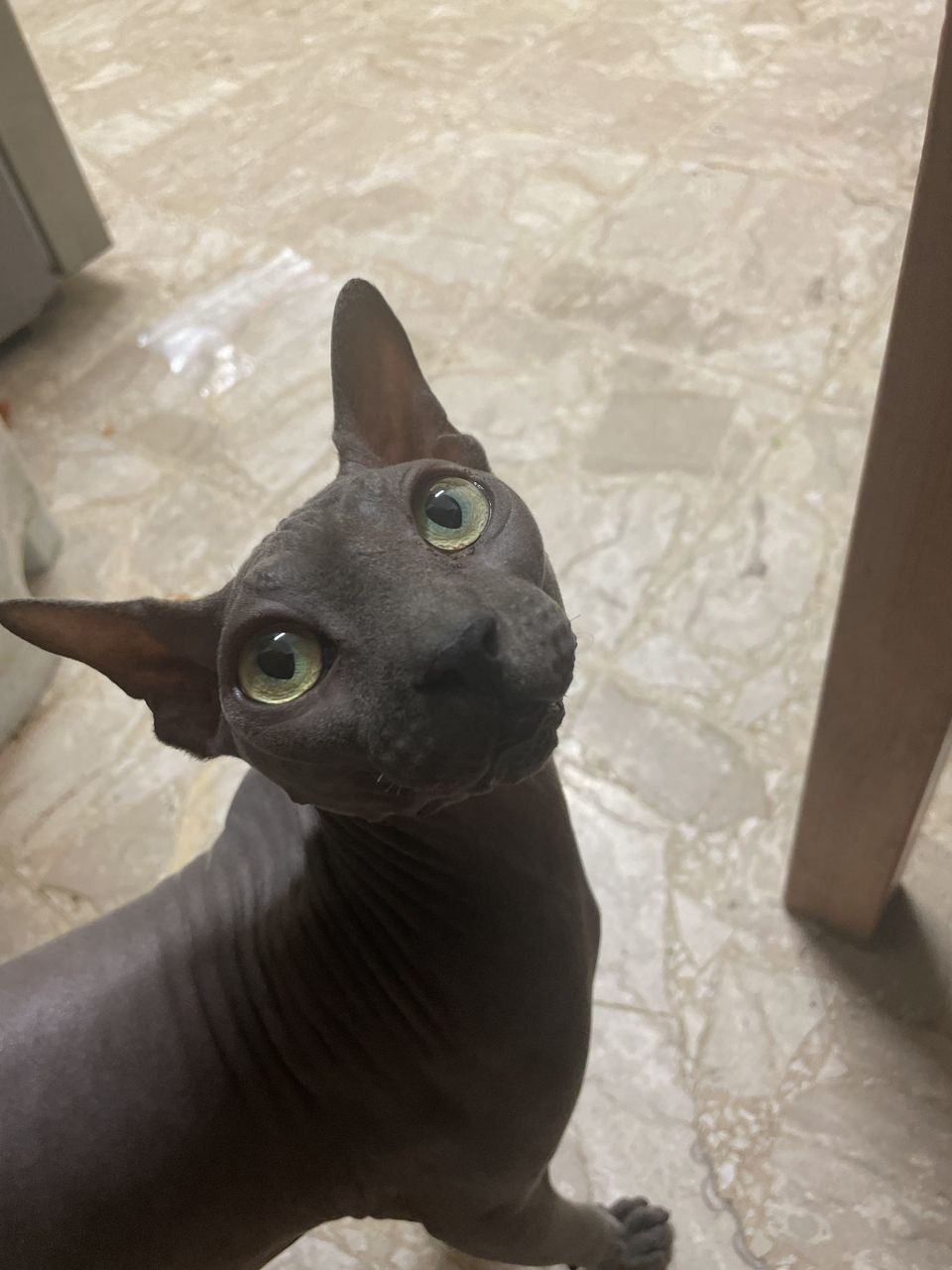 ���������� #2292440