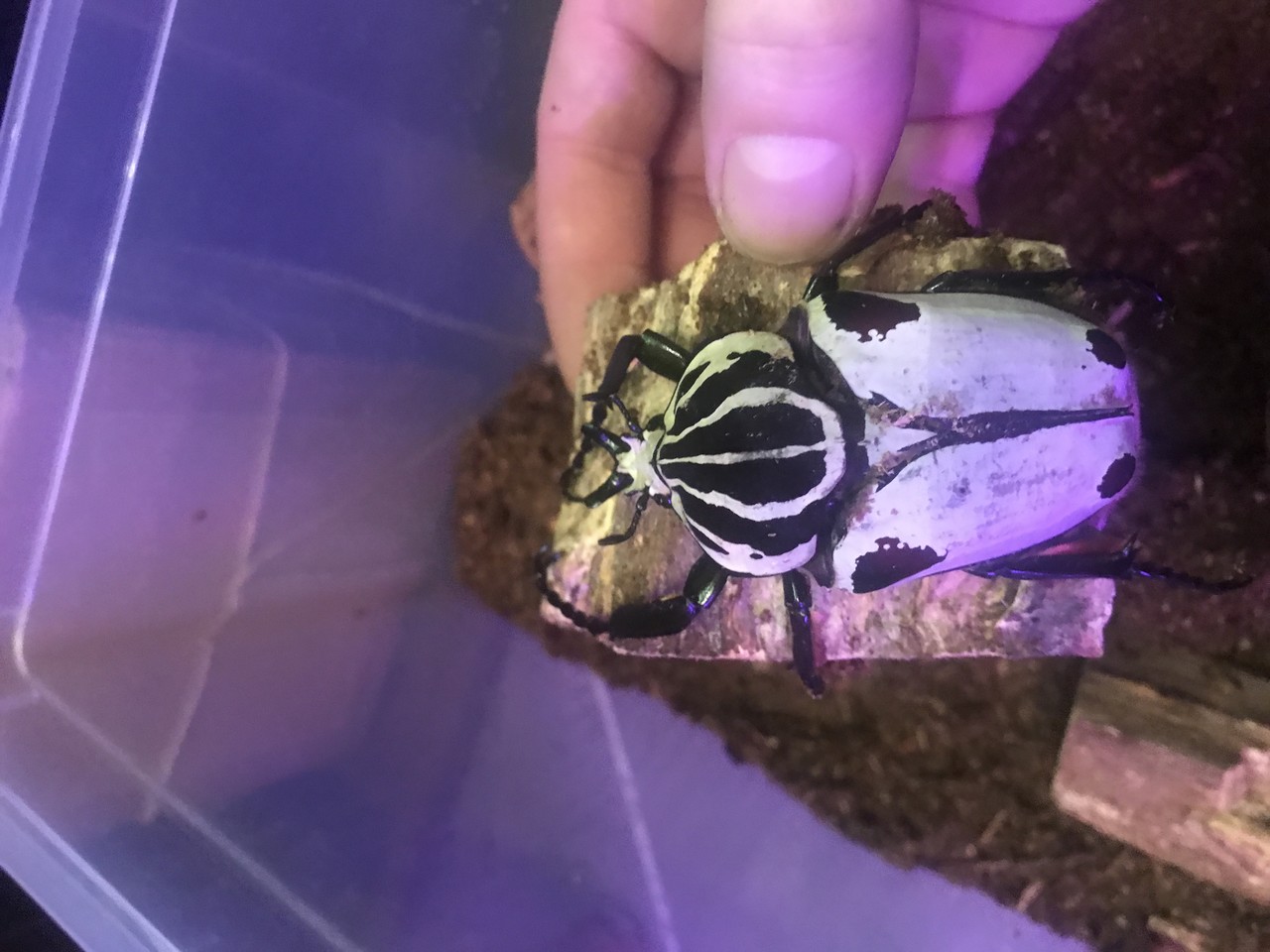 Goliathus goliatus quadrimaculatus