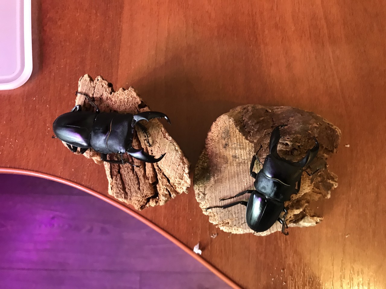 Dorcus titanus titanus