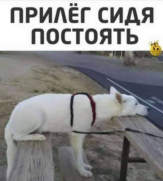 ���������� #2290304