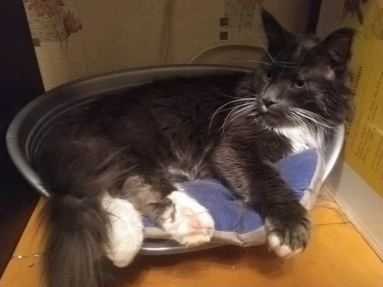 Max. Maximum cat