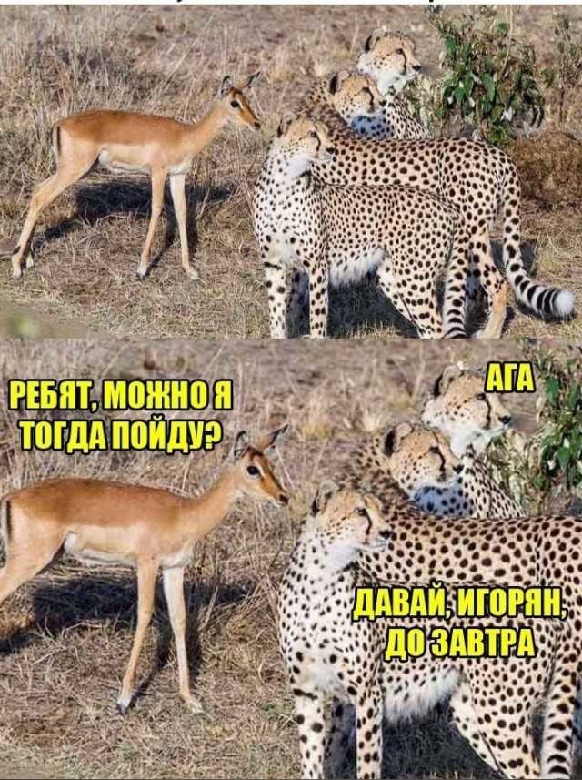 ���������� #2293419