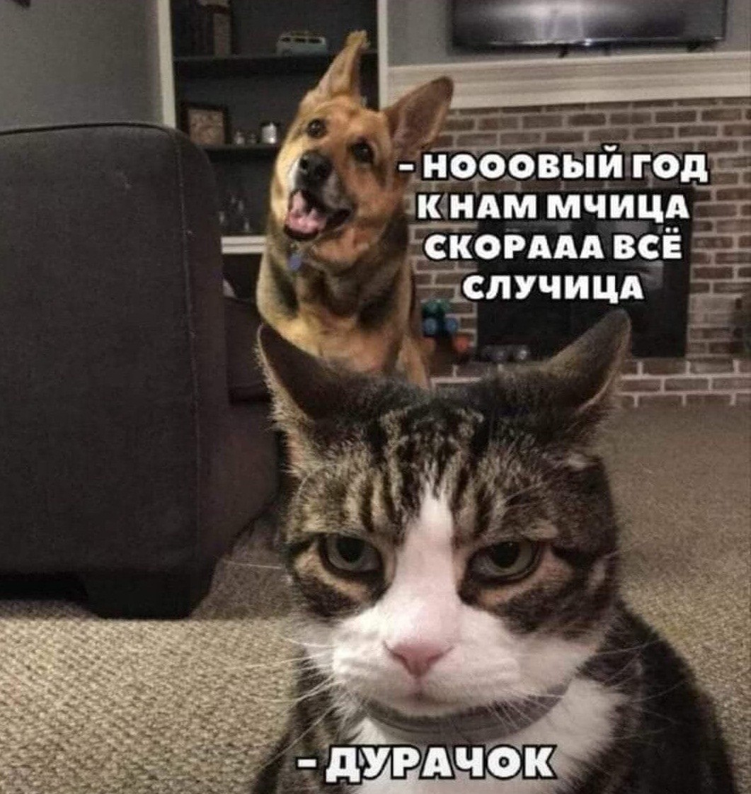 ���������� #2293662