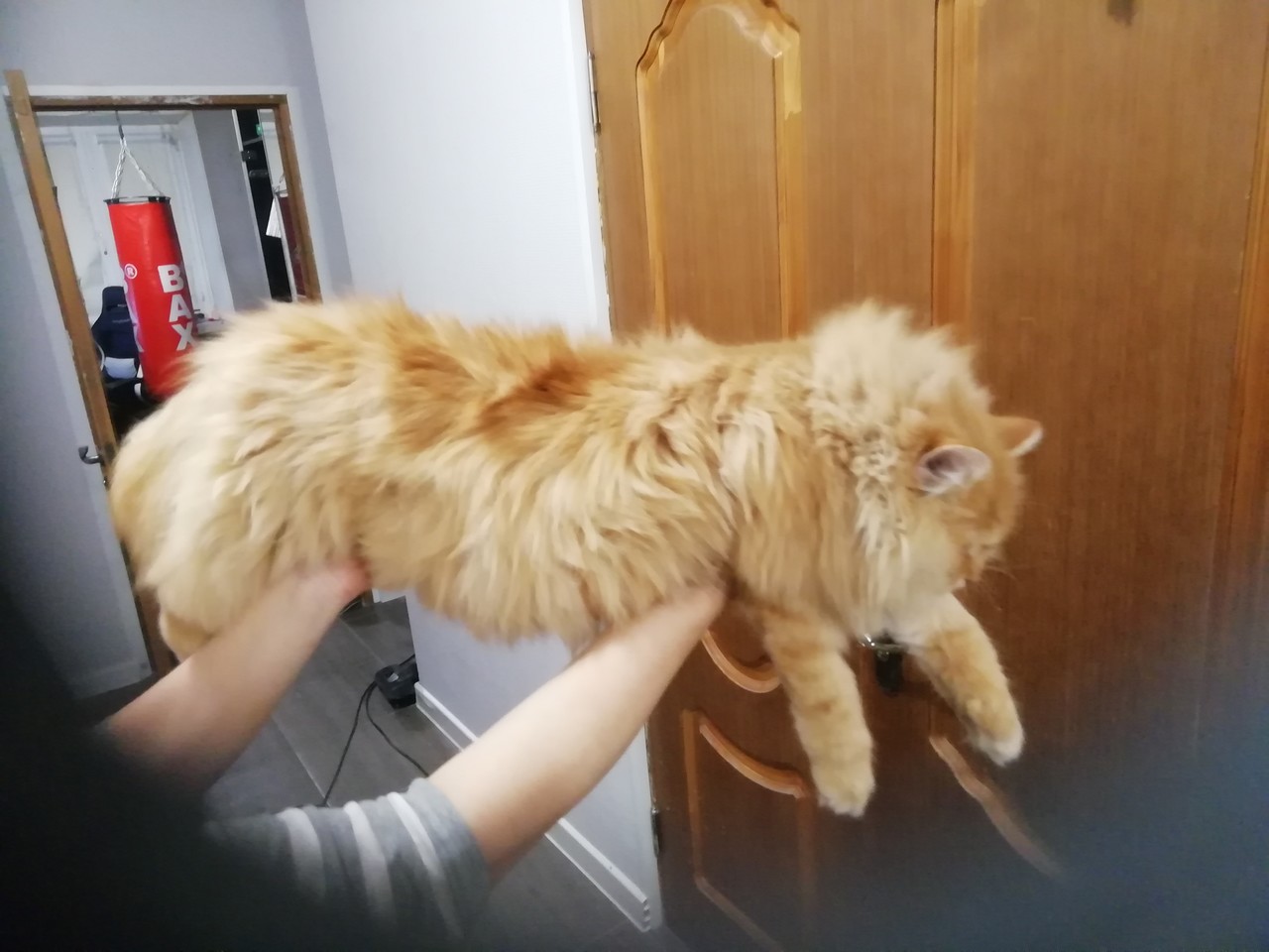 ���������� #2293854