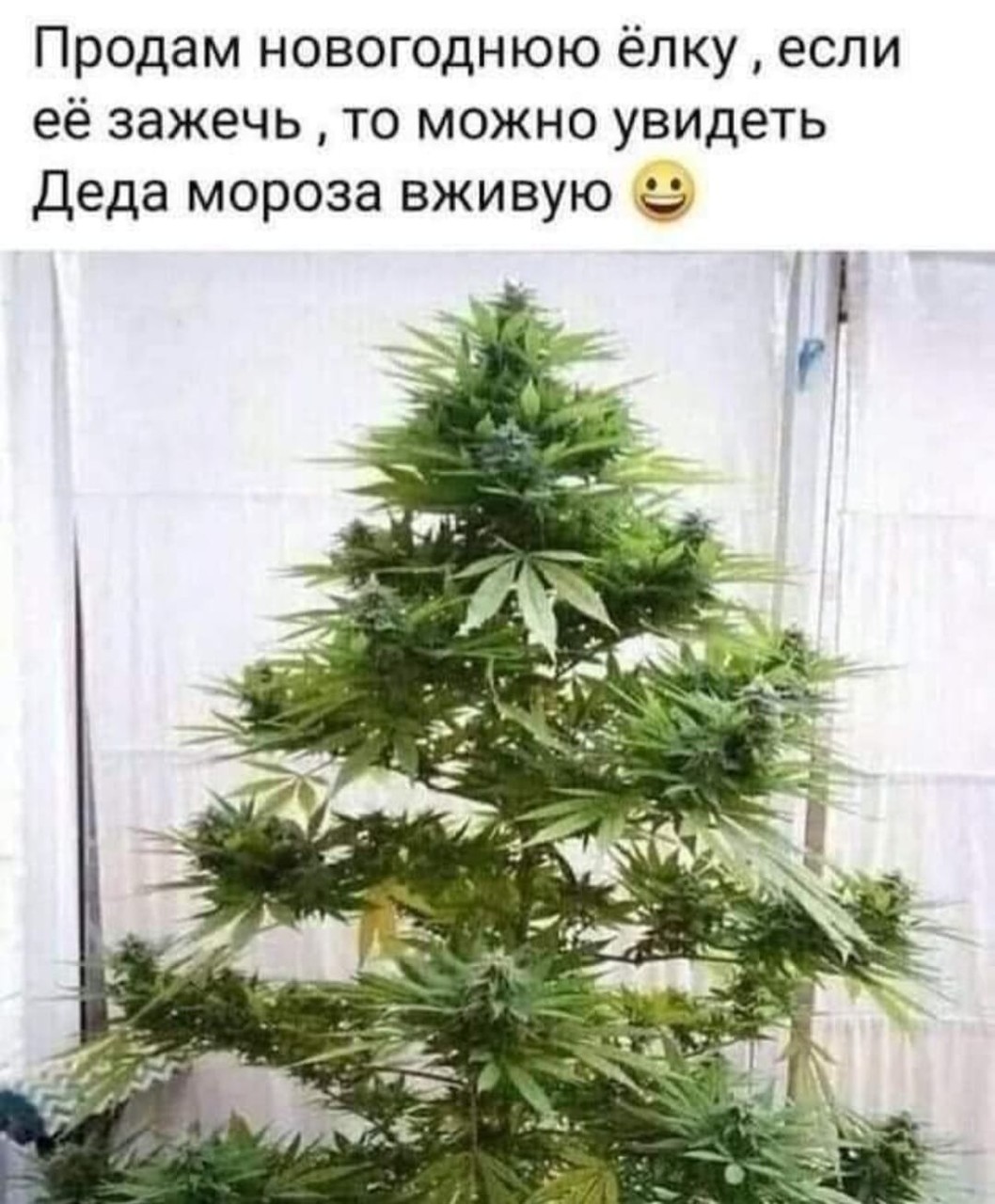 ���������� #2294669