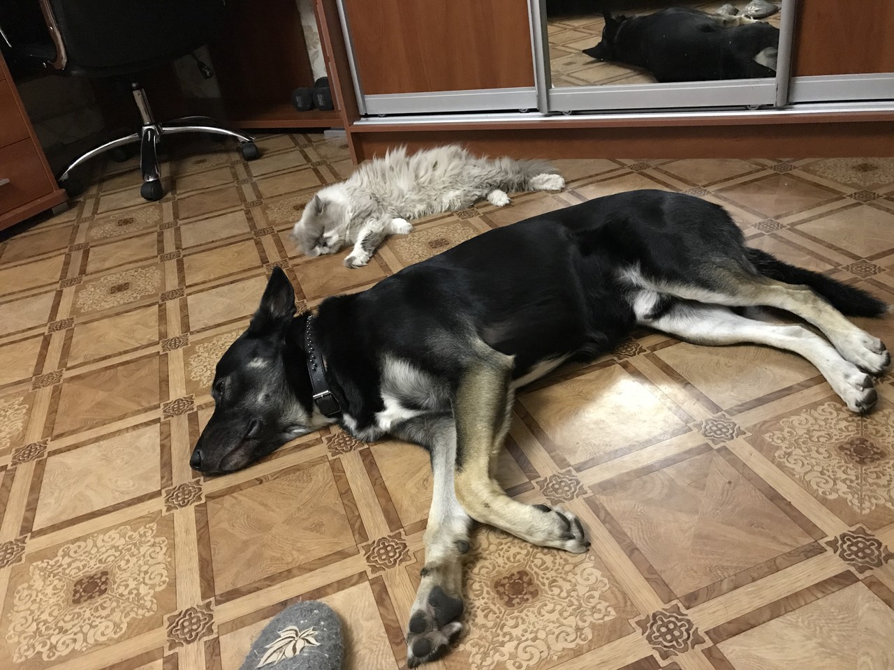 ���������� #2295232