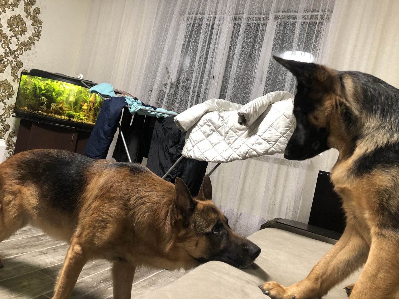 ���������� #2295479