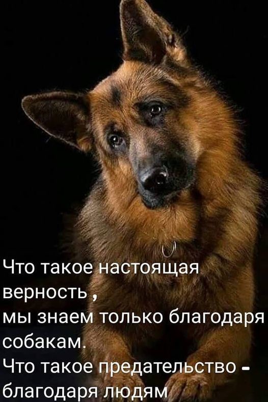 ���������� #2295717
