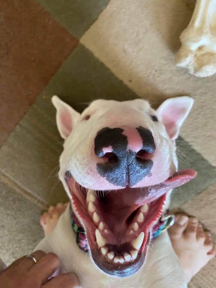 ���������� #2296261