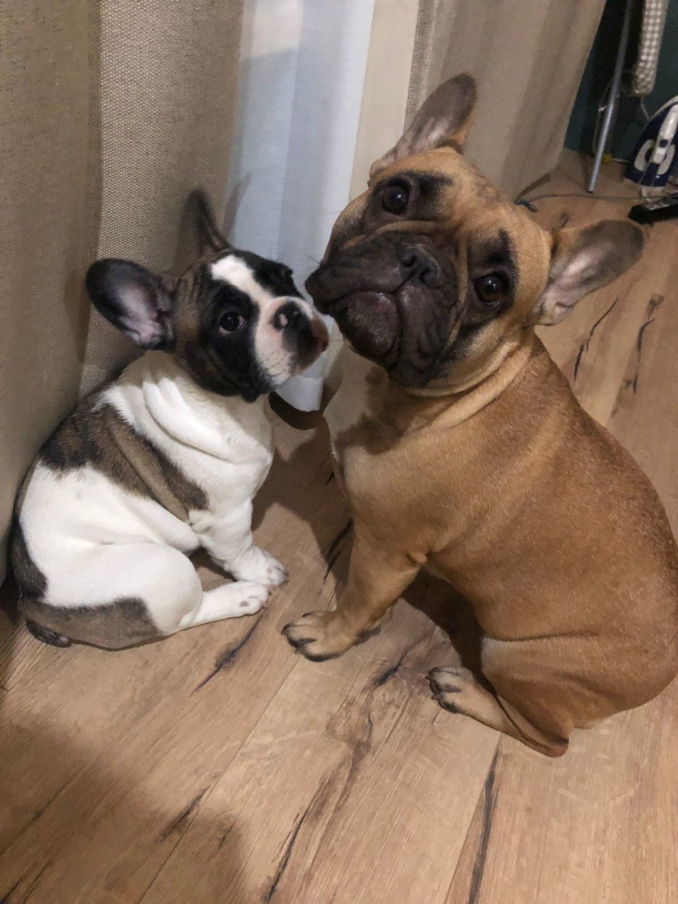 ���������� #2297131