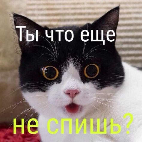 ���������� #2290817