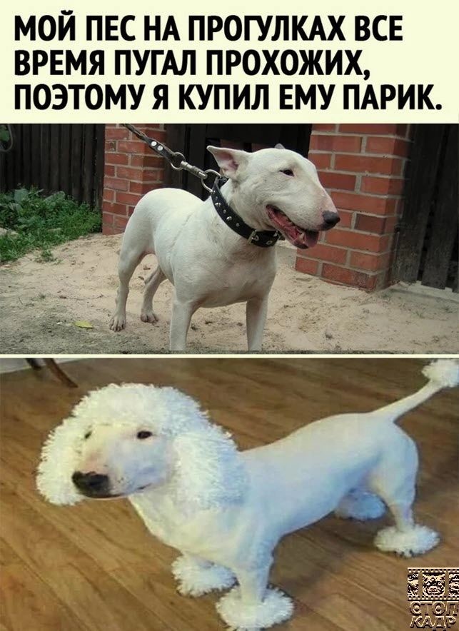 ���������� #2299145