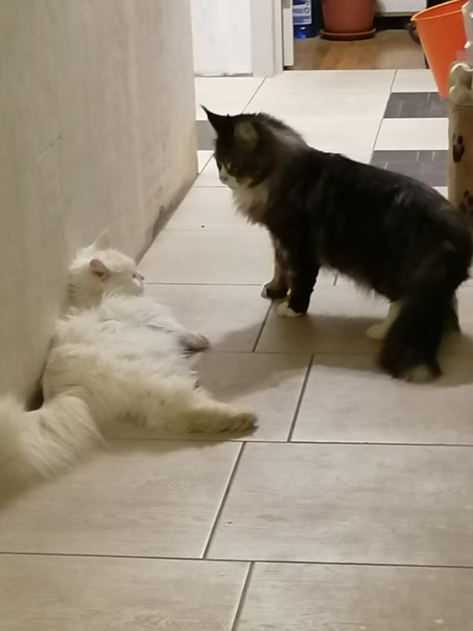 ���������� #2299931