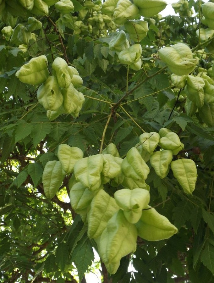 ʸ���������� (Koelreuteria) ������ � ������� ��� �������� � ��������