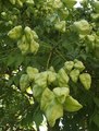 ʸ���������� (Koelreuteria) ������ � ������� ��� �������� � ��������
