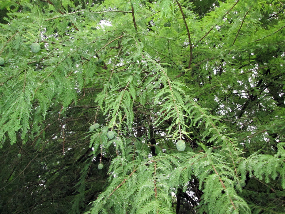 �������� ������� (Taxodium)
