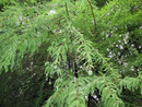 �������� ������� (Taxodium)