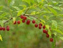 ��������� ��������� ( Princepia sinensis )