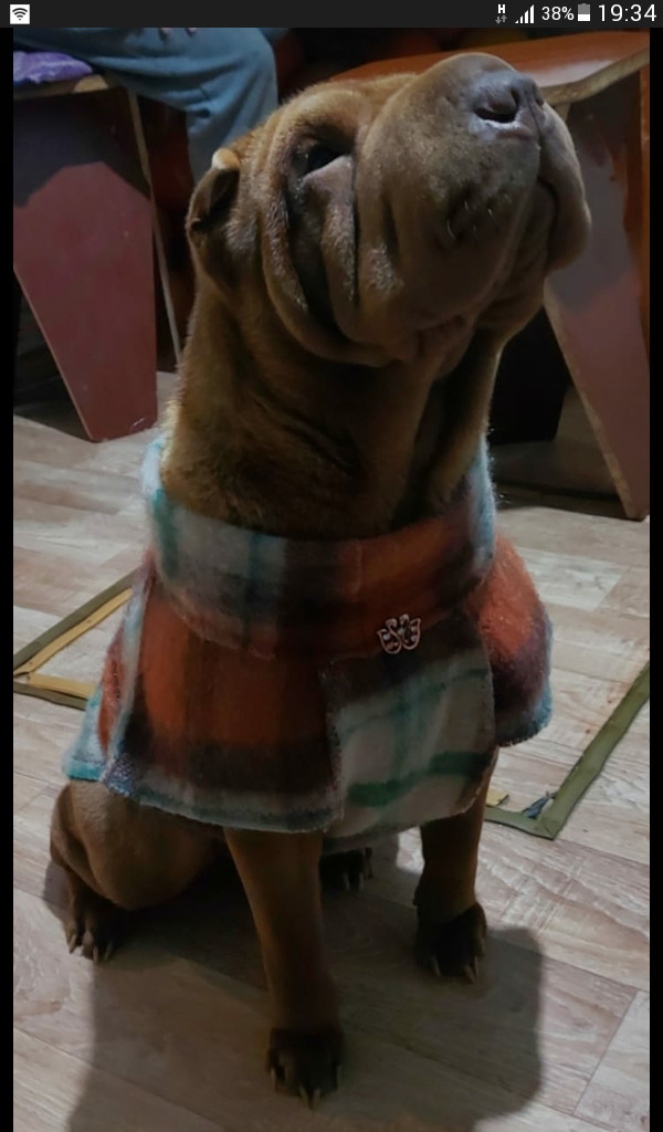 ���������� #2301072