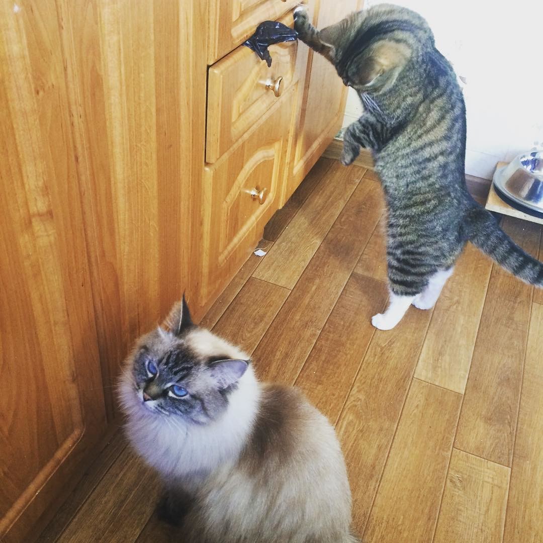 ���������� #2301260