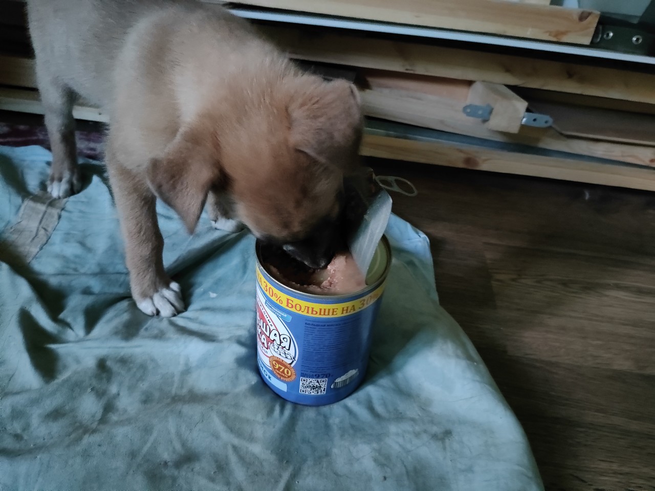 ���������� #2301820