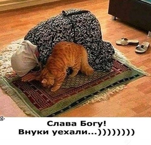 ���������� #2302650