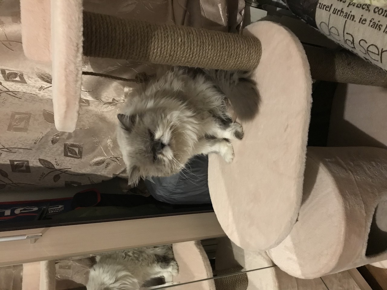 ���������� #2302761