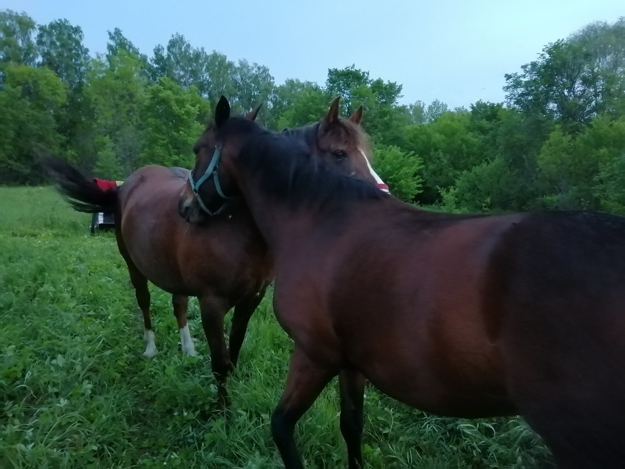 ���������� #2300331