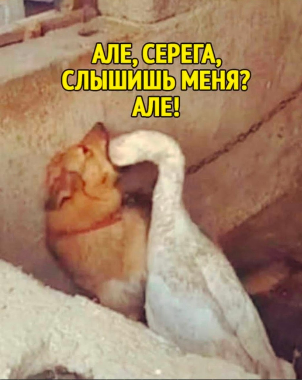 ���������� #2303127