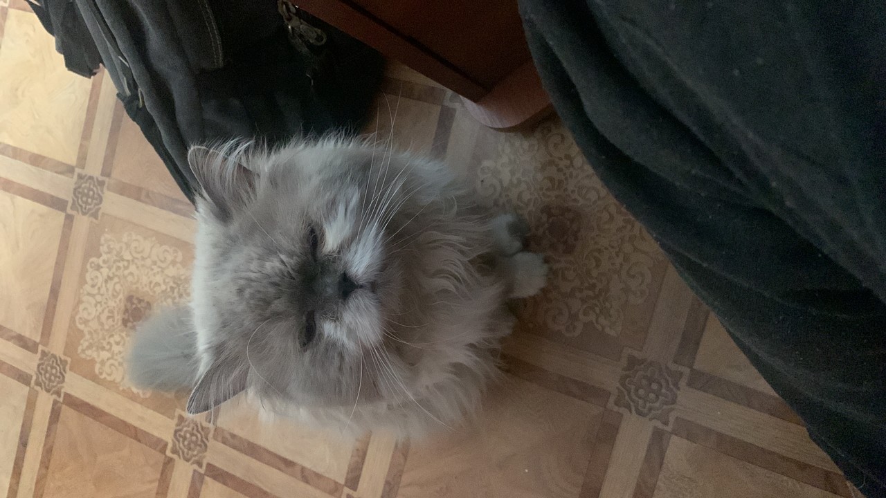 ���������� #2303282