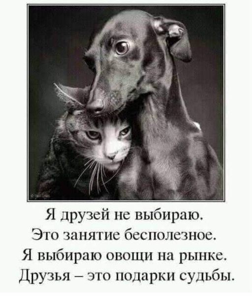 ���������� #2305043