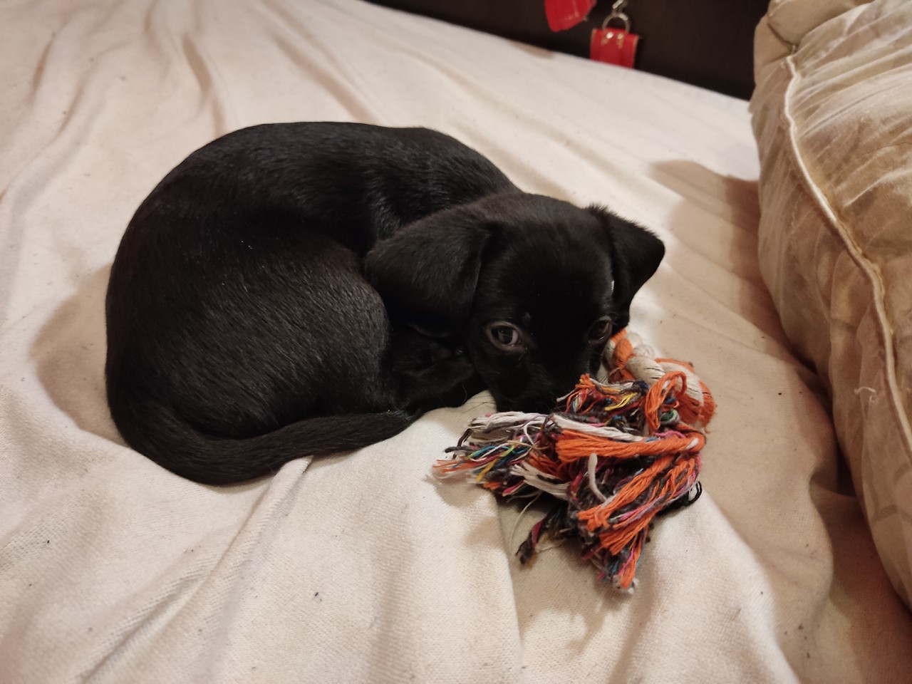 ���������� #2305717