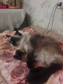 ������� -�������-