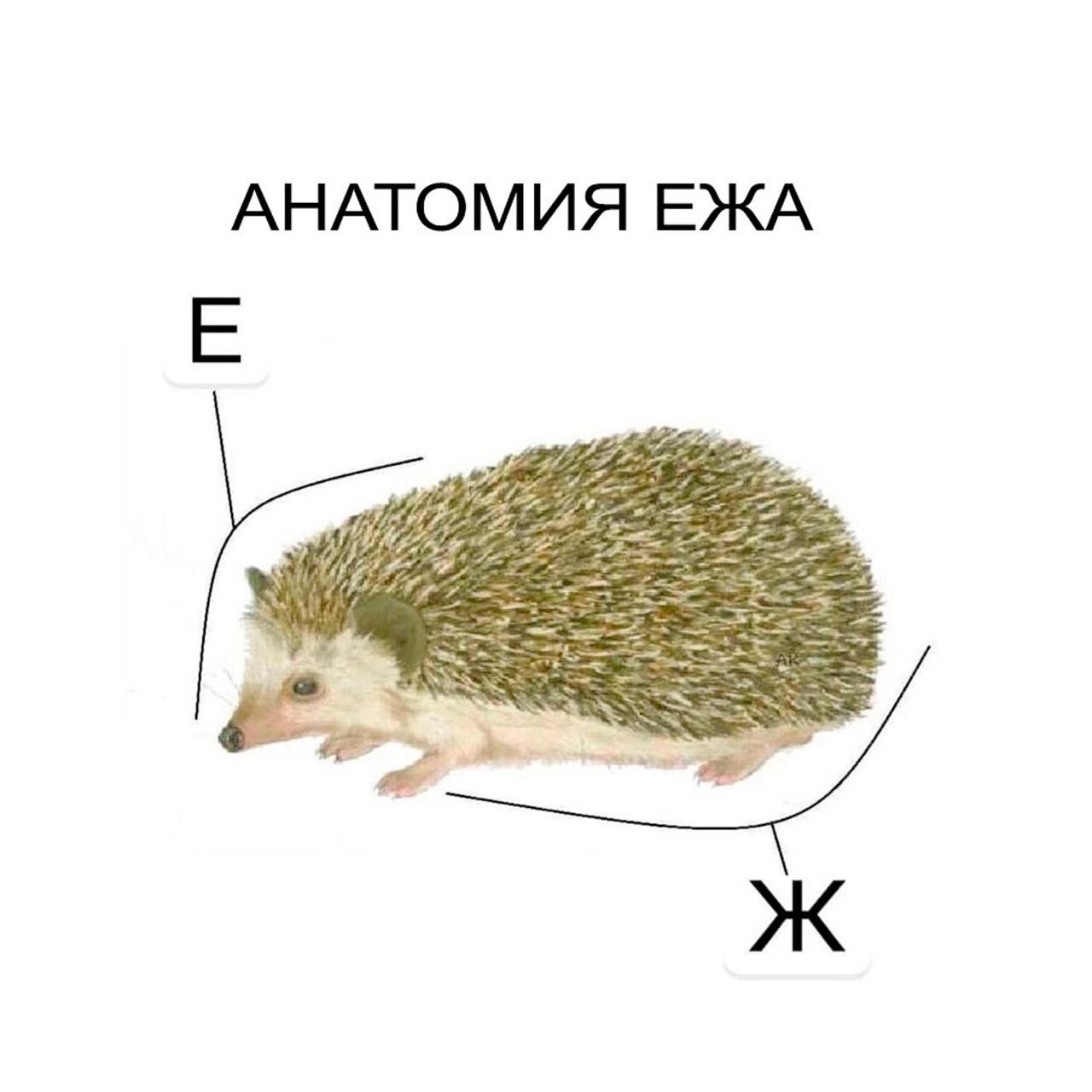 ���������� #2306624