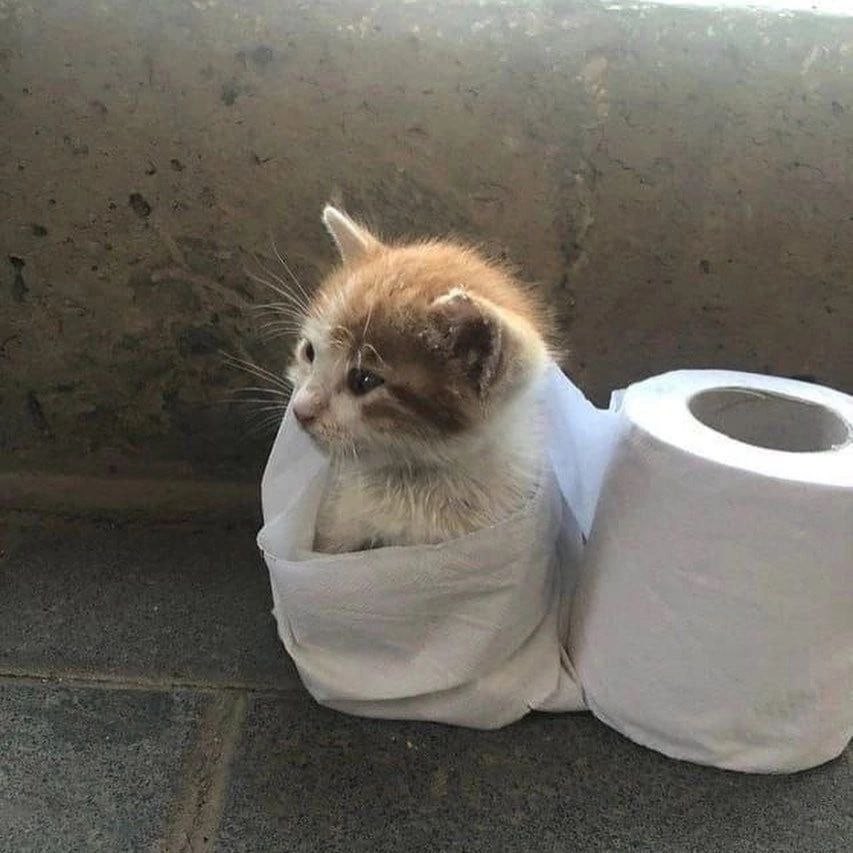 ���������� #2308596