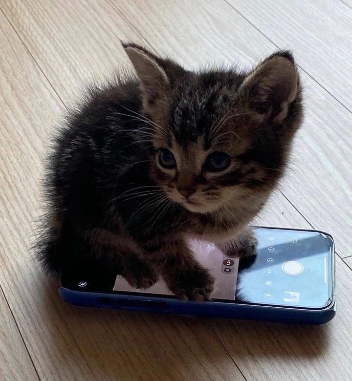 ���������� #2308601