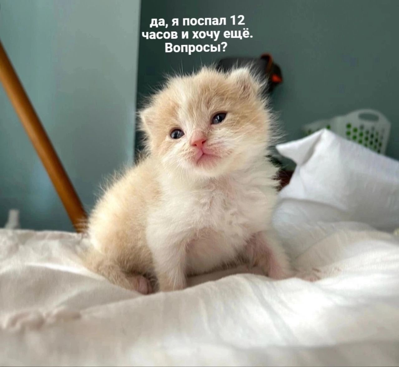 ���������� #2308604