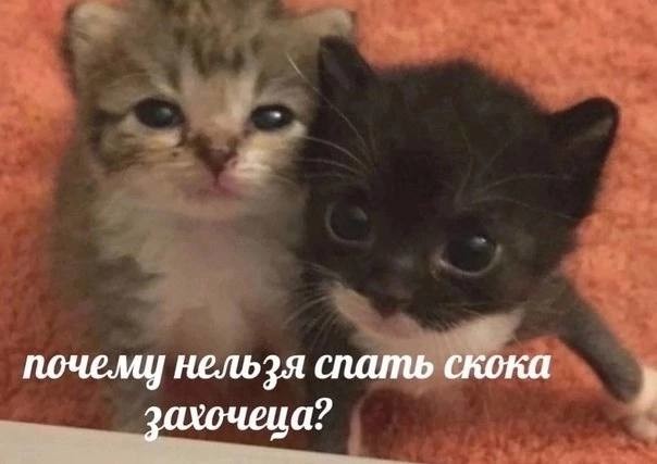 ���������� #2308658