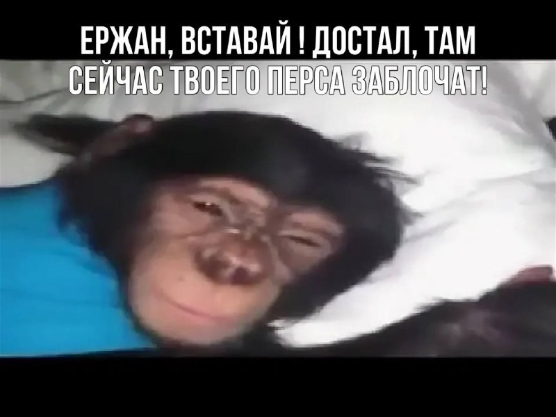 ���������� #2308716